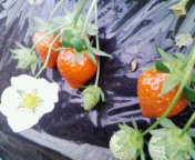 201101231339000.jpg